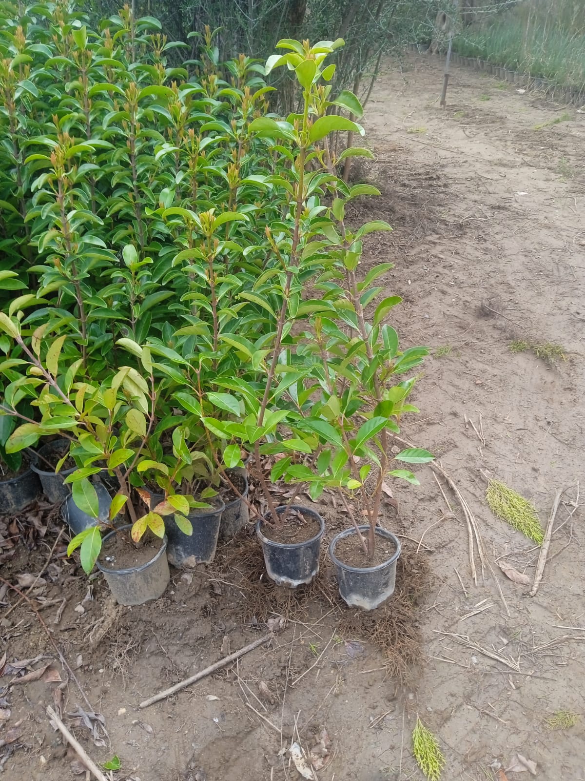 Almina Çiçekçilik 